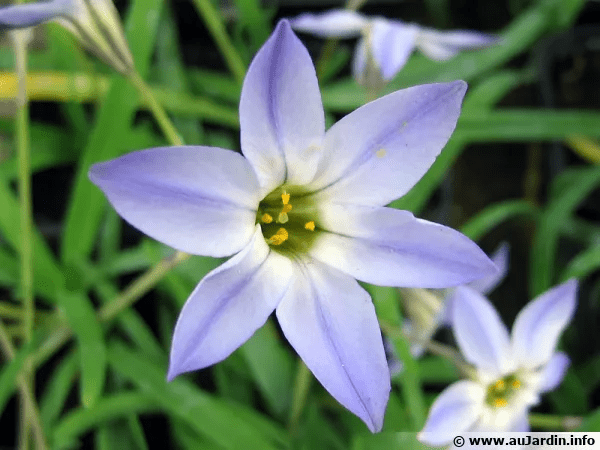 Des images de diffrentes plantes